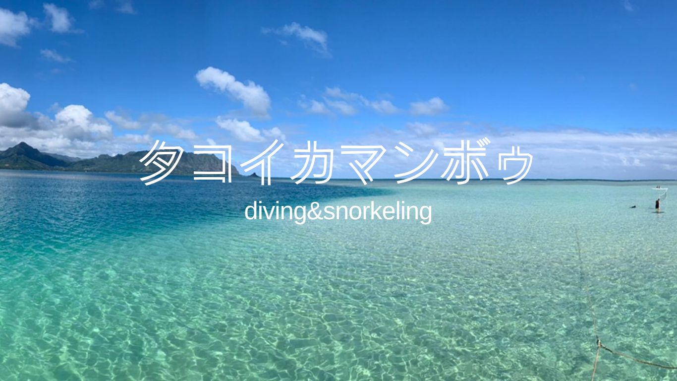 タコイカマンボゥ